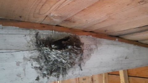 Ласточкино гнездо внутри помещения