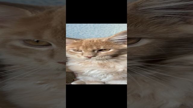Кремовый мейнкун