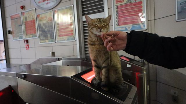 Добро пожаловать в Стамбул, Турция. Этот милый кот очень четко выполняет свою работу на терминале