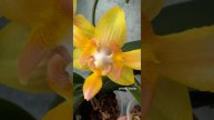 Желто-зеленые орхидеи: Geurendgeel peloric🐥 & Yaphon Perbalm (peloric - 3-lips)🐣 Яркие орхидеи ⭐️