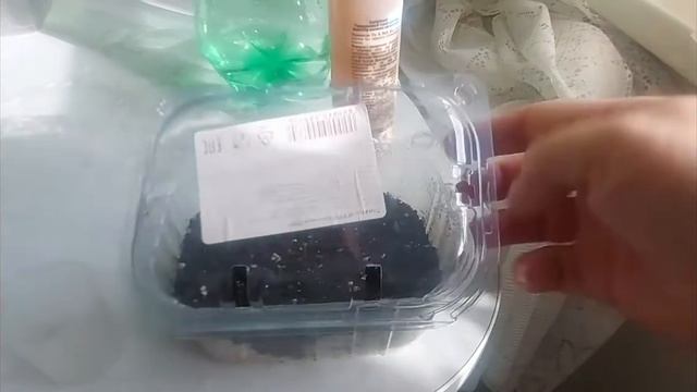 Сею лобелию. Подкормка рассады.