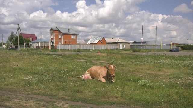 В Воронежской области выросли надои молока