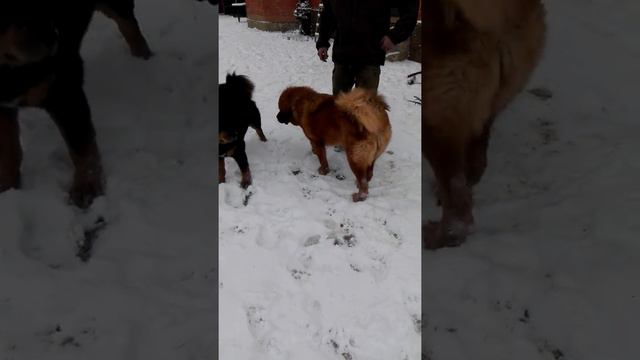 Зимняя прогулка
