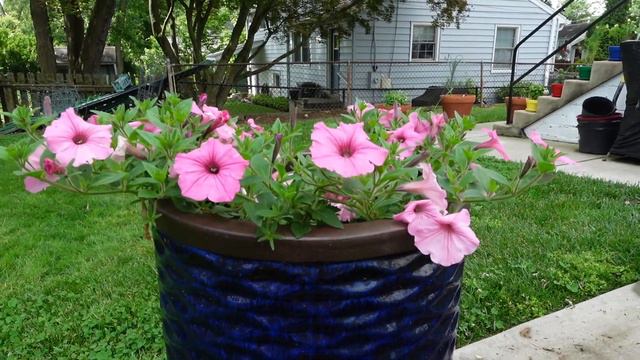 Update - Front Porch Containers and One Plant Supertunia Vista Bubblegum / Dirt and Dish