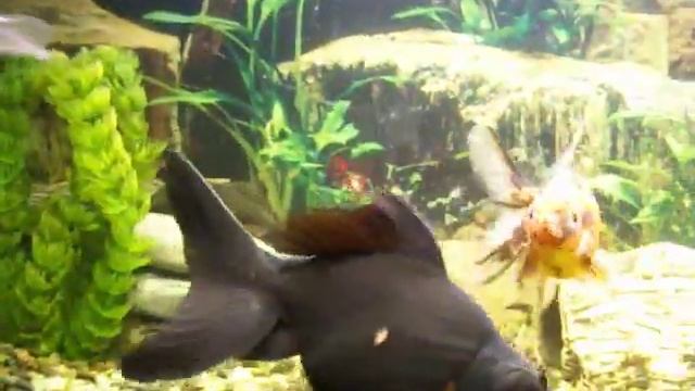 Złote rybki / Carassius auratus auratus / Goldfish