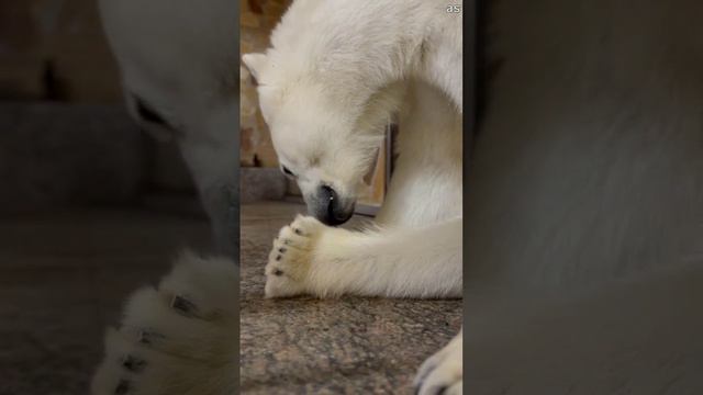В Ленинградском зоопарке показали как прихорашивается по утрам белая медведица