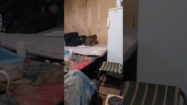 VID-20221228-WA0003.mp4