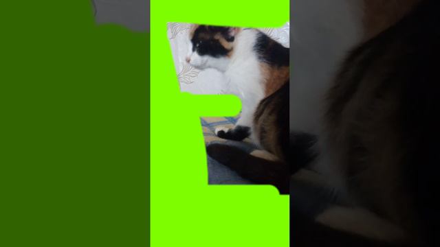 Милка отвечает на зелёном фоне / Milka responds on a green background