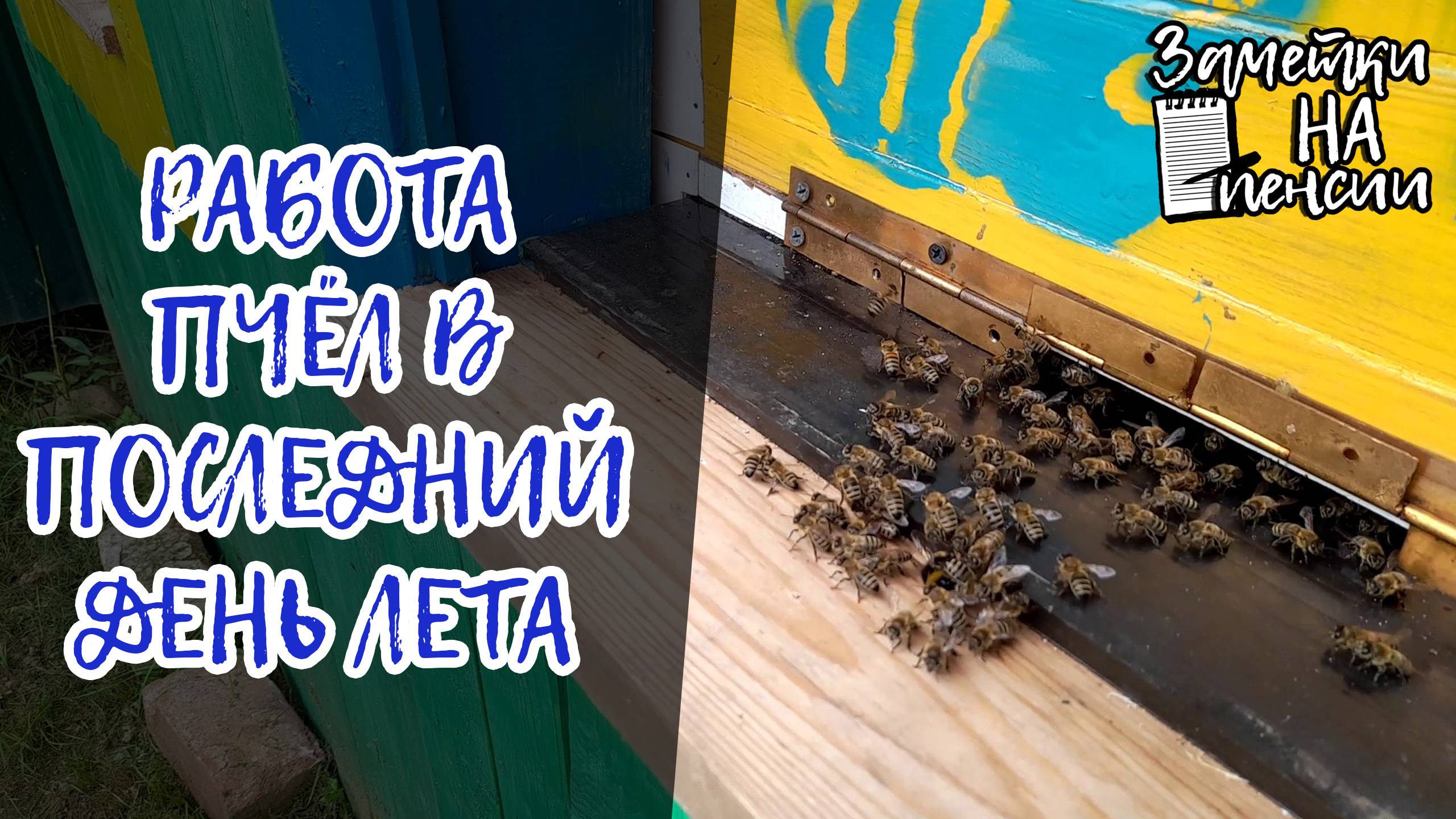 Работа пчел в последний день лета #пчелы #пасека #мёд
