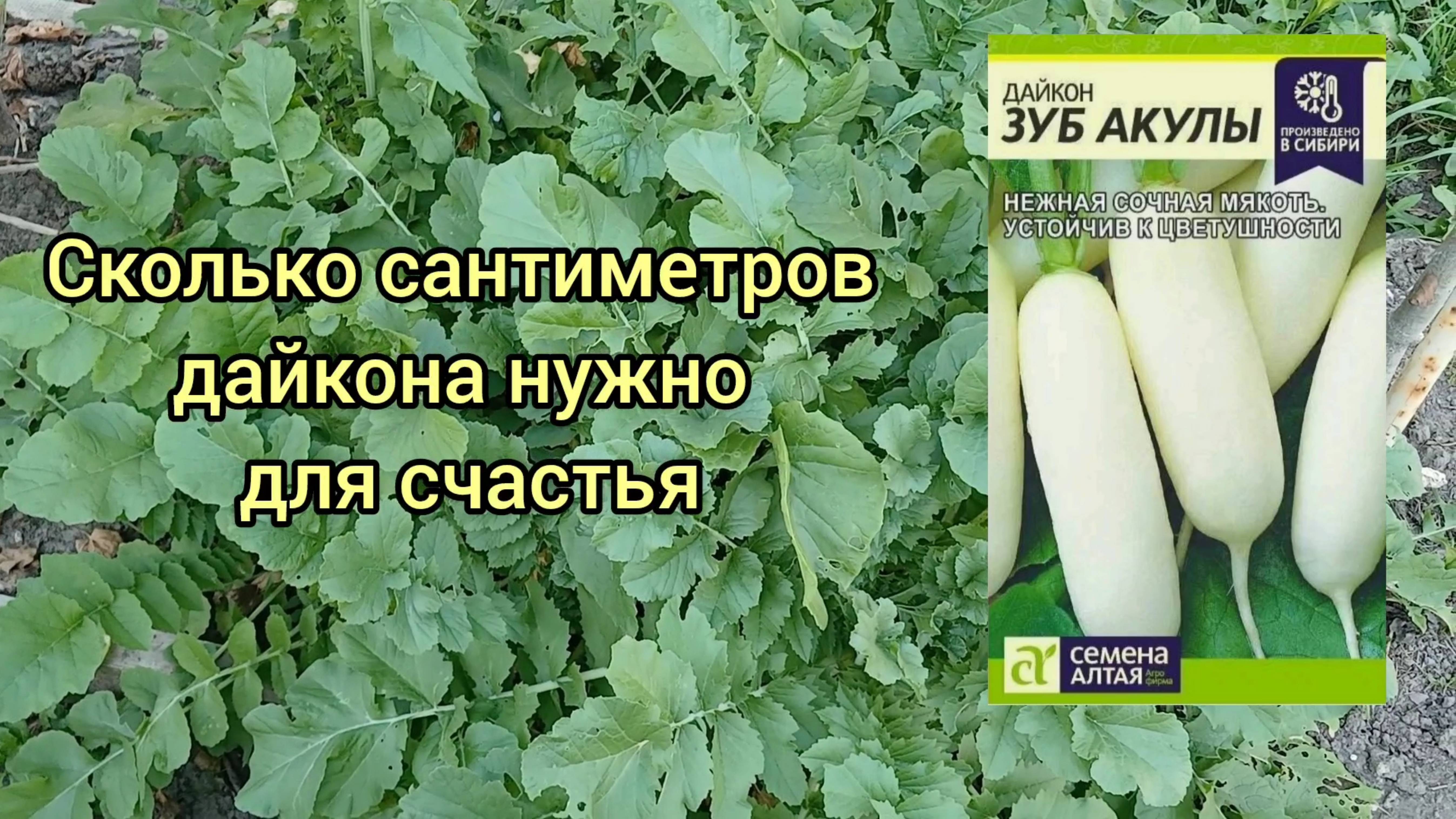 Я в шоке. Огромный дайкон ЗУБ АКУЛЫ спокойно вырастает за 2 месяца в Подмосковье.