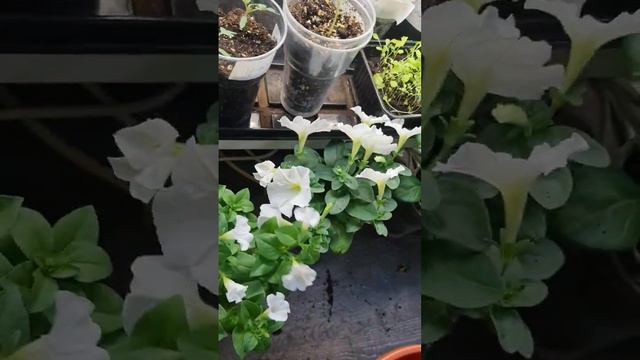 Петуния посеяна 19 февраля а уже вся цветёт Зацветет Сноу Блум Ванила Манила