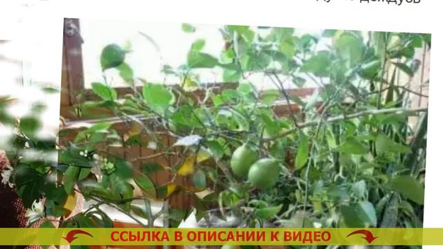 ⚫ Как привить лимонное дерево в домашних условиях ⚡ Как вырастить лимон из косточки дома 🎯