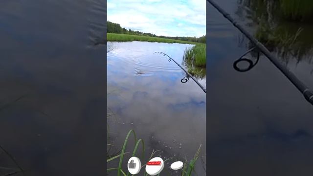 Рыбалка на поппер. Ловля щуки на мелководье в конце лета. #shorts #рыбалка #fishing #поппер #рыба