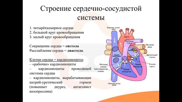 19.1. Строение, функции и патологии сердечно-сосудистой системы