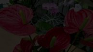 Es ist seltsam, aber es funktioniert! Nur 1 Stück Tomate für ANTHURIUM und sie blüht ununterbrochen