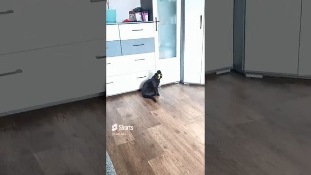 Арни