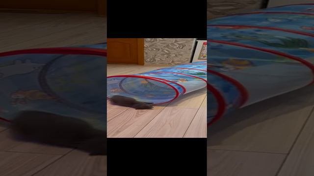 Нужная игрушка для Британского котенка