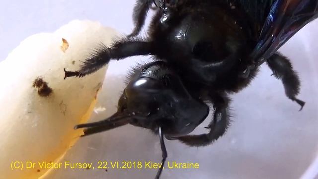 Ужасный Черный Монстр? Кто Это? Знаете?