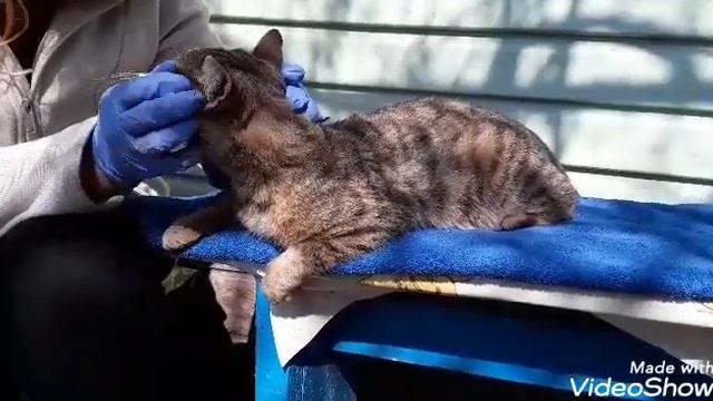 Как сделать МАССАЖ  КОТУ. ИНСТРУКЦИЯ????????