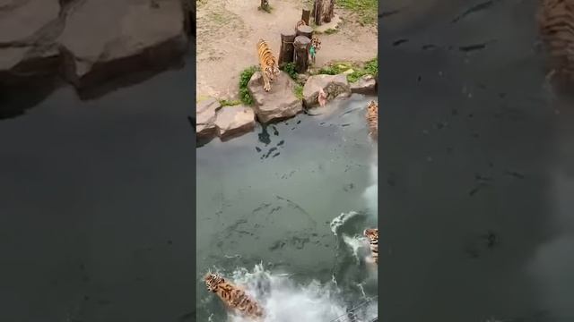 Тигриные прыжки