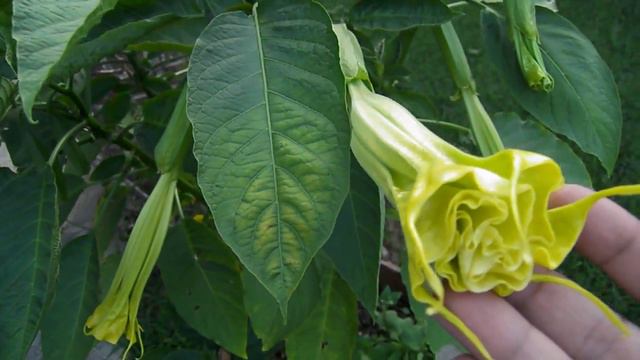 My BEAUTIFUL Brugmansia!