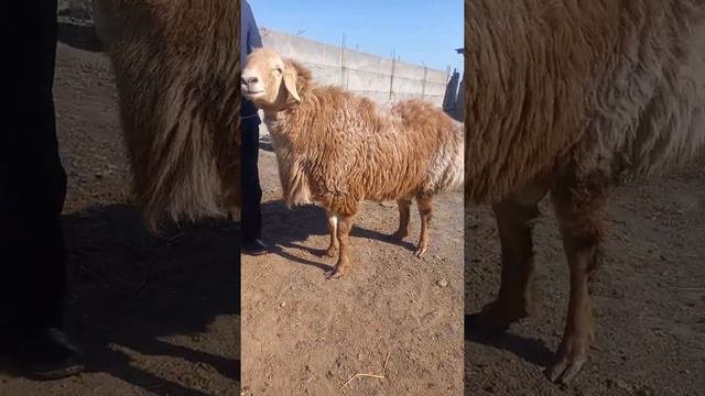 АРАШАН 2 ТИШ УРУККА КЛИЧКА КОРОЛ