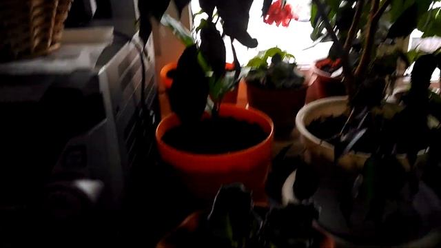 #рассада #томаты # баклажаны #герань # вербена # эустома # петуньи
