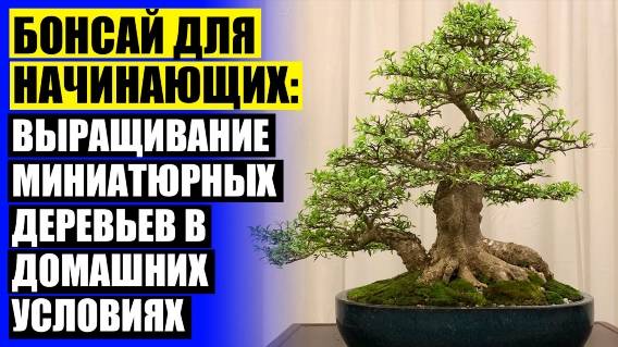 💣 Оранжерея в квартире комнатные цветы ✔ Как вырастить сосну из семян в домашних условиях в горшке