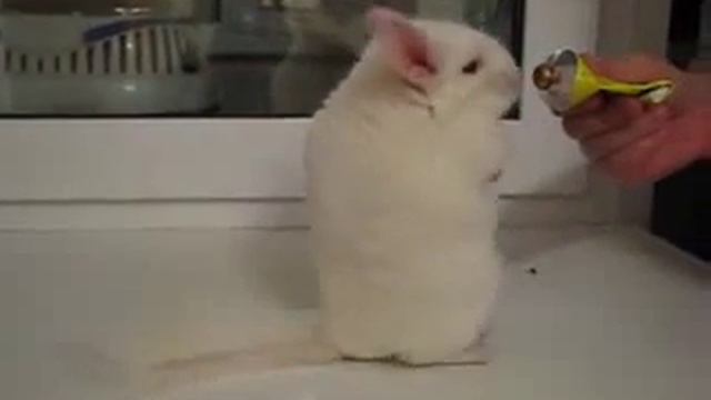 Хочуха 