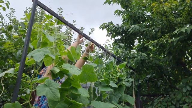 Дела огородние / КУРЫ / рассада капусты