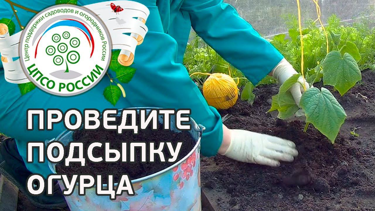 Подсыпка огурца. Выращивание огурцов.