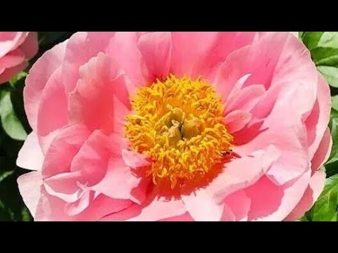 Видео Нарезка... Цветение гибридных Пионов! Любимая и надежная подкормка для сада.