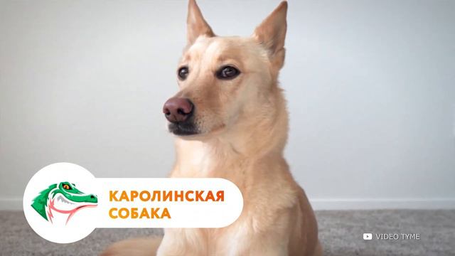 Самая-Дорогая-и-Редкая-Собака в Мире