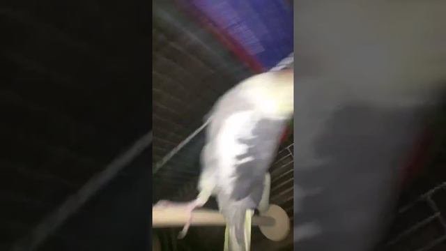 Рум тур моей клетки,читай описание.часть 1