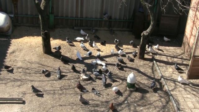 Видео с камеры наблюдения .....