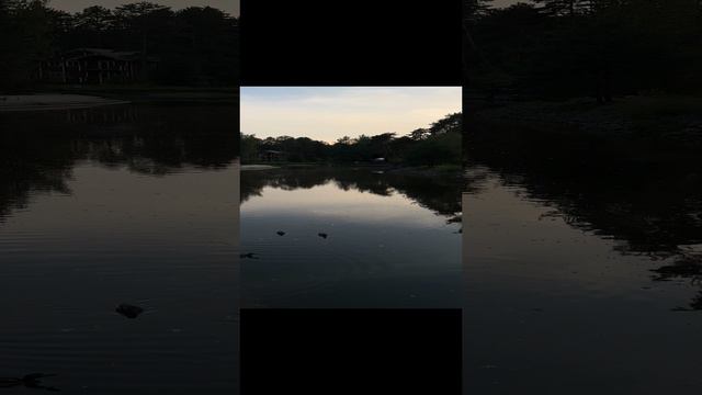 Вечер. Утки 🦆