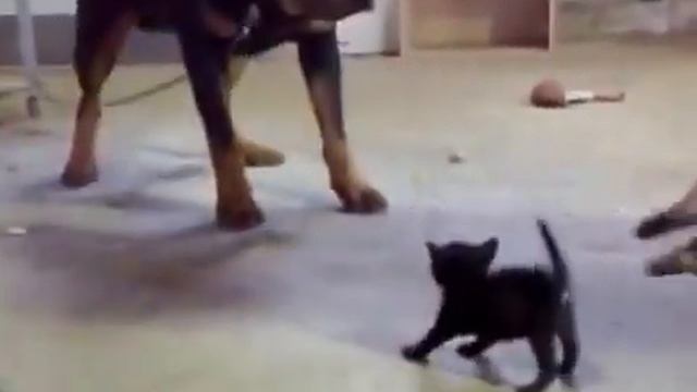 Brave Kitten - Смелый котенок