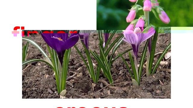 Plants Flowers 2 Garden Английский для детей