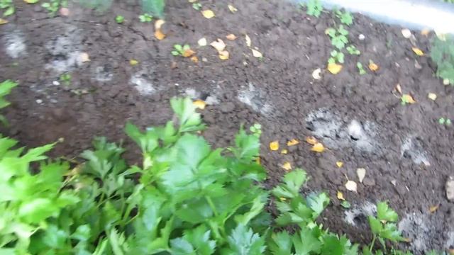 Сажаем чеснок в ДВА ЭТАЖА !!!! Дела осенние, сажаем озимый чеснок , экономим место  !