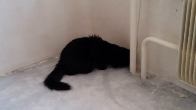 Cat Baggi vs rope
