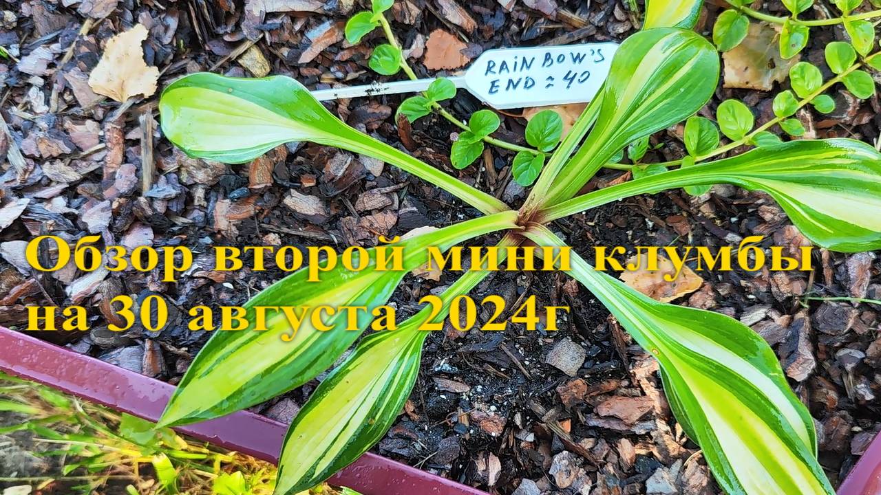 Обзор второй мини клумбы с хостами август 2024г.