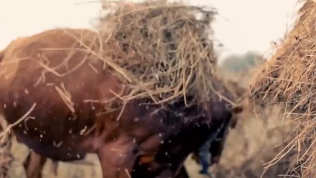 ДЗІДЗЬОDZIDZIO - Техпаспорт