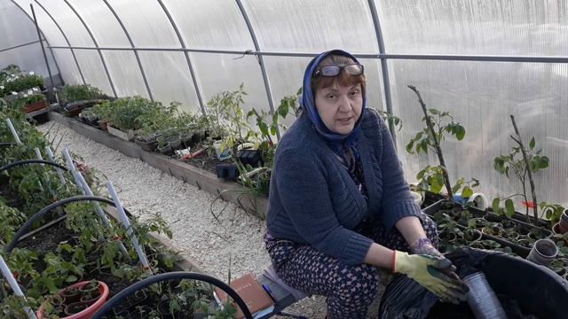 ВЛОГ в теплице.
ЧТО для себя любимой?!?!