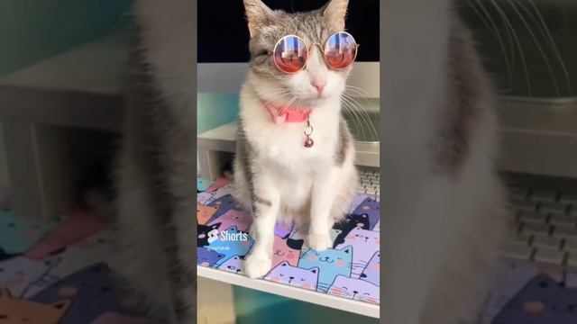 #cat  #cats  #catshorts #розовый носик и очки 💕😎