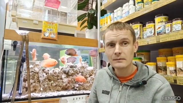 Северумы в аквариуме. Содержание и уход