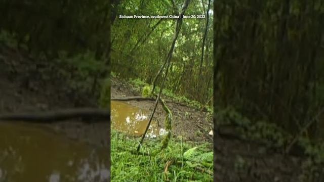 Wild Giant Panda, Cub Caught On Camera In Southwest China