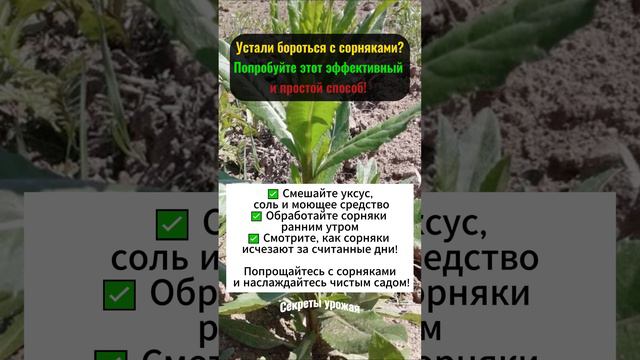 🌿 Средство от сорняков проверенный метод! 🌿 #СредствоОтСорняков
#ПроверенныйМетод
#УходЗаСадом