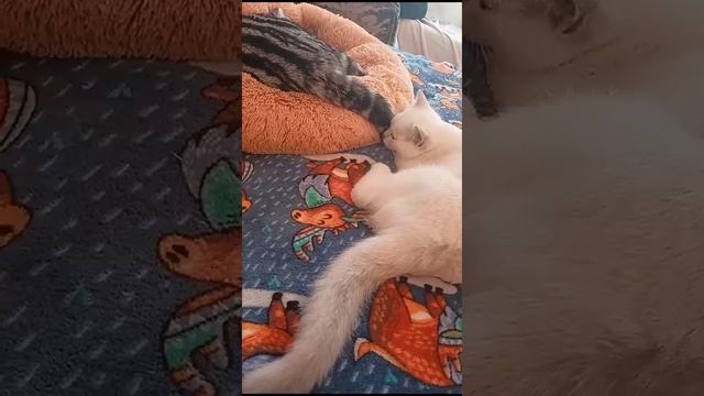 Платоша подружился с котиком Ричардом