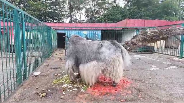 Владикавказский зоопарк.