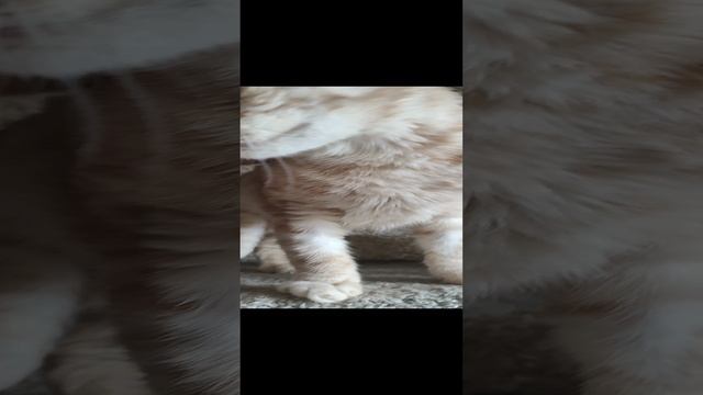 Песенка от Львенка